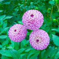 ราคา 1 เหง้า Dahlia tubers ดอกรักเร่ ดาห์เลีย ต้นเตี้ย ดอกใหญ่ซ้อน สายพันธุ์ Genova (25054420468)