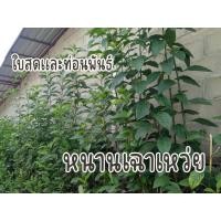 ราคา หนานเฉาเหว่ย ใบสดใบละ 1 บาท สมุนไพรหนานเฉาเหวาย ป่าช้าเหงา เก็บใบสดๆ ในวันที่ส่ง (22600456670)