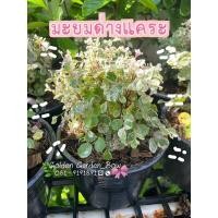 ราคา ต้นมะยมด่างแคระไม้มงคล ไม้ประดับ ทำบอนไซ กระถาง 6” ใบด่างสวยๆพร้อมกระถาง (18355549186)