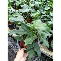 ราคา ฟิโล ฟิโลเดนดรอน ซานาดู ไม้ฟอกอากาศ ขนาดกระถาง 8" ไม้ปลูกภายในอาคาร (5187880582)