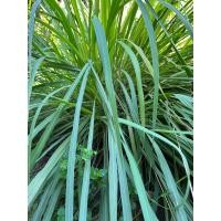 ราคา ใบตะไคร้สด ตัดใบส่ง จำหน่าย 500 กรัม (27893428348)