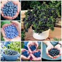 ราคา 20 เมล็ด เมล็ดพันธุ์บลูเบอร์รี่ Blueberry Seeds Fruit Seeds บลูเบอร์รี่ เมล็ดพันธุ์ผลไม้ เมล็ดบอนสี ต้นไม้มงคลสวยๆ F1 (45603525763)