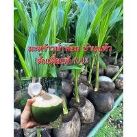 ราคา ต้นมะพร้าวน้ำหอม บ้านแพ้ว ต้นเตี้ยแท้ 100% (23557368341)