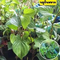 ราคา ☘️ต้นพลูพลูเหลือง พลูกินหมาก ไม้โบราณ พลูเคี้ยวหมาก ขายพร้อมถุงชำ รากเต็มพร้อมปลูก (20962476716)