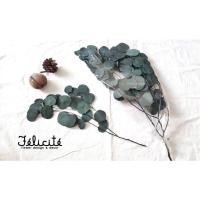ราคา ใบยูคาลิปตัสซิลเวอร์ดอลล่า อบแห้ง (งานพรีเสิร์ฟ คงสภาพเหมือนใบสด ) (15905863713)