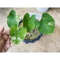 ราคา #บอนนาญี่ปุ่นด่าง #บอนนาญี่ปุ่น (10662288466)