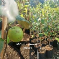 ราคา พุทรา​นมสด​ ขนาดต้น 70 ซม. (9610307279)