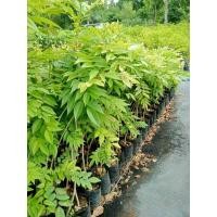 ราคา ต้นฮวงหัวลี่ พยุงไหหลำ ส่งฟรี (27004250962)