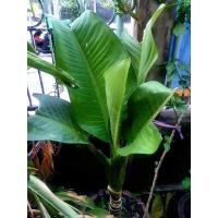 ราคา ต้นเศรษฐีวิลสัน ต้นไม้มงคล ต้นไม้นำโชค (12947323609)