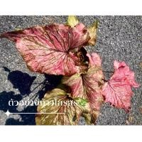 ราคา ท้าวไกรสร บอนเก่า บอนหายาก บอนสี (18233568984)