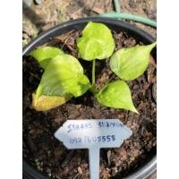 ราคา นางกวักใบโพธิ์ด่างเหลือง (15001739915)