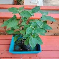 ราคา สังกรณี สมุนไพรหายาก ต้นสมุนไพร พันธุ์ไม้หายาก (8164565133)