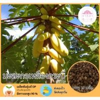 ราคา มะละกอเหลืองกระบี่ 10 เมล็ด (40169298061)