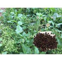 ราคา ผักปลัง , เมล็ดพันธุ์ผักปลัง ,ต้นผักปลัง ปลูกง่ายทนต่อโรค 50 เมล็ดพันธุ์ (6939263291)