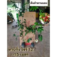 ราคา ต้นลำดวนแดง ลำดวนแดง (43758443152)