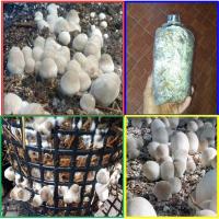 ราคา ก้อนเชื้อเห็ดฟาง เชื้อเดินดี เดินเต็ม เห็ดฟางดอกใหญ่ มีอาหารเสริมเห็ดฟางแถมทุกกล่อง (9919715512)