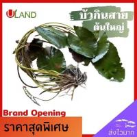 ราคา Uland บัวกินสาย บัวสาย ต้นเล็กและต้นใหญ่ สายบัว ปลูกง่าย ประโยชน์มากมาย (43676984942)