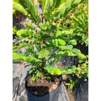 ราคา ต้นธรณีสาร,หรือต้นว่านธรณีสาร เป็นไม้มงคลและเป็นสมุนไพรแก้ไข้ (4779475364)