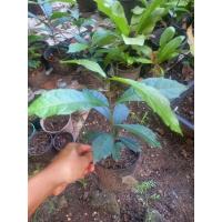 ราคา ต้นพวงครามออสเตรเลียดอกสีม่วง (42103674823)