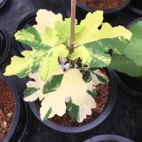 ราคา ต้นมะเดื่อฝรั่ง มะเดื่อ มะเดื่อฝรั่ง (Fig) พันธุ์ jolly tiger กระถาง 6 นิ้ว ลำต้นสูง 20-25 ซม (6494638755)