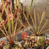 ราคา [ส่งได้ ส-อา] เมล็ดพืชกินแมลง drosera regia (king sundew) [4 เมล็ด] เมล็ดหยาดน้ำค้าง เมล็ดหายาก พร้อมส่ง (4355209580)