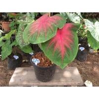 ราคา บอนสีช้างเผือกใบบัวต้นละ60บาท ส่งแบบห่อรากนะคะ (4652159929)