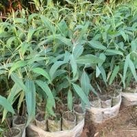 ราคา ต้นยูคาลิปตัส ชุด 50 ต้น พันธุ์คามาลดูเลนซิส(ออสเตรเลีย) สูง 30 ซม.ขึ้นไป (43150718630)