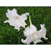 ราคา ต้นพันธุ์ แคนา พร้อมปลูกต้นละ 49 บาท Trumpet Tree ดอกก็งาม พุ่มก็แน่น ให้ร่มเงาดี มากมีอรรถประโยชน์ แคนา (52953562924)