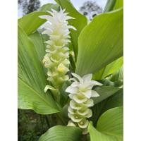 ราคา เทพประทานสีขาวดอกใหญ่ กรีดดอกชั้นๆ (แบบหัว) (20723604890)