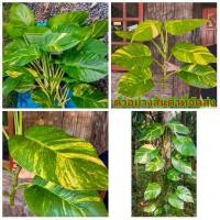 ราคา (ขาย กิ่งพันธุ์) ต้น ท่อน กิ่ง พลูด่างยักษ์ Epipremnum aureus Engl. พลูด่าง ยักษ์ พลู พูลด่างใบใหญ่ กอหญ้า (4682827224)