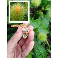 ราคา เมล็ดทกรกป่า/ตำลึงทอง​ /ตำลึงฝรั่งพันธุ์พืชผักโบราณหายากสมุนไพรพื้นบ้าน (11927549576)