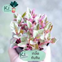 ราคา ต้นเกล็ดทับทิม ต้นไม้มงคล ต้นไม้จิ๋ว (16001291891)