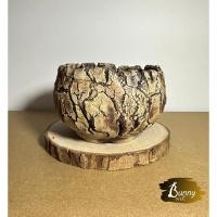 ราคา เทอร์รา กระถางเซรามิค / กระถางแคคตัสแฮนด์เมด พรีเมี่ยม ❤️ (25572393885)