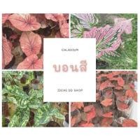 ราคา บอนสีบับเบิ้ล บอนสี ฮกหลง เสือพราน มิ่งมงคล (12346870802)