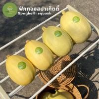 ราคา ฟักทองสปาเก็ตตี้ - Spaghetti squash ขายส่ง 10ลูก ส่งฟรี (25516839776)