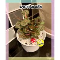 ราคา ต้นพรมออสเตรเลียใบสีแดงน่ารักมาก ปลูกง่าย พร้อมส่ง‼️ (14049411602)