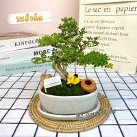 ราคา สวนถาดไม้มงคล มะสังดัด กระถางวงรีขาว (21237914970)