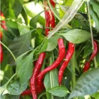 ราคา 100เมล็ด เมล็ดพันธุ์ พริกยาว Red Long Chili Seeds Hot Pepper Vegetable Seeds เมล็ดพันธุ์ พริกโจลอง เมล็ดพริกยาว เมล็ด (54903679004)