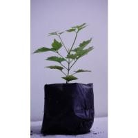 ราคา ต้นดอกปีบ หรือต้นกาสะลองมีรากแล้ว (3494573380)