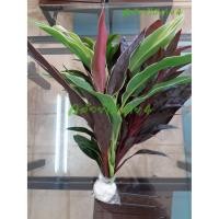 ราคา กิ่งต้นหมากผู้หมากเมีย 5 พันธุ์ เขียวและแดง 5 ต้น ความสูง 60 ซม. (3850027619)