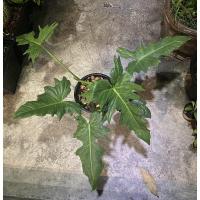 ราคา พลูจีบลายเมฆ philodendron (4479796009)
