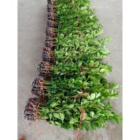 ราคา กิ่งพันธุ์มะนาวแป้นสุขประเสริฐ (18889451723)