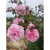 ราคา กุหลาบ บิชอปคาสเซิ่ส กุหลาบสีชมพู กลิ่นหอมแรง เลี้ยงง่าย ดอกดกทุก ฤดู (25343437449)