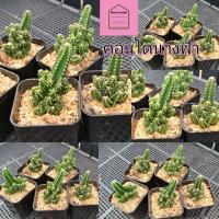 ราคา คอนโดนางฟ้า แคคตัส กระบองเพชร ไม้หนาม (6746174198)