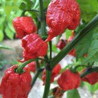 ราคา เมล็ดพันธุ์พริกแคโรไลนา รีปเปอร์ (Carolina Reaper) 100 เมล็ด/แพ็ค | เมล็ดพันธุ์พริก High quality (41827480700)