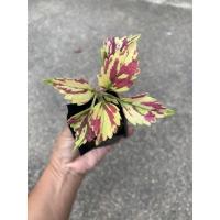 ราคา ต้นฤษีผสม สูง 5-10 cm ราคา 20 บาท ฤษีผสม ใม้ใบ ไม้ประดับ ไม้สวยงาม สวน ไม้ตกแต่งสวน (12470638386)