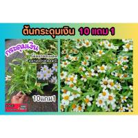 ราคา ต้นกระดุมเงิน .ต้นไม้คลุมดิน ดอกสีขาว กระถาง ดอกไม้กินได้ ดอกเดซี่ ต้นกระดุมทอง กระดุมขาว สนาม ปูหญ้า ดินปุ๋ย ผักสวนครัว (24078089908)