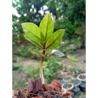 ราคา กวักมรกตดำเชื้อด่าง ก้านแดงชมพู (10823620724)