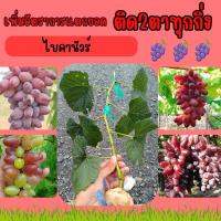 ราคา กิ่งองุ่นติด2ตาสายพันธุ์ไบคานัวร์ (27366370133)