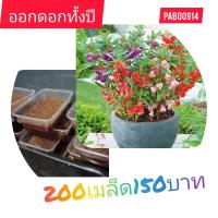 ราคา เมล็ดดอกเทียนซ้อน 200 เมล็ด 150 บาท (19578852190)